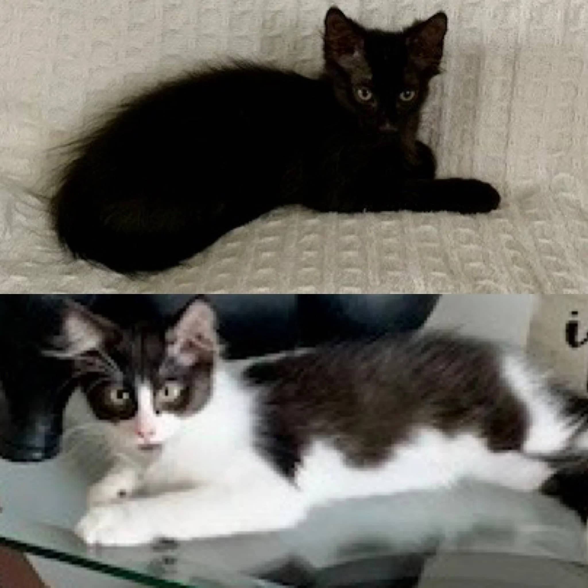 Billie & Bobbie - Domestic Short Hair available for adoption