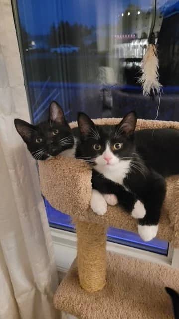 Meadow & Ranger - Domestic Short Hair cat available for adoption at Regina Cat Rescue in Regina