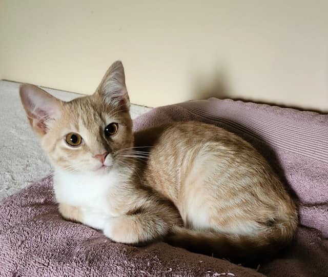 Lenny - Domestic Short Hair cat available for adoption at Regina Cat Rescue in Regina