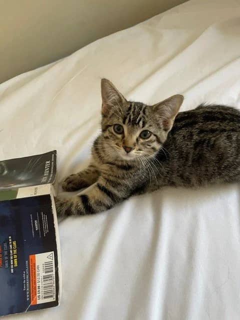 Tigger - Domestic Short Hair cat available for adoption in Saskatchewan