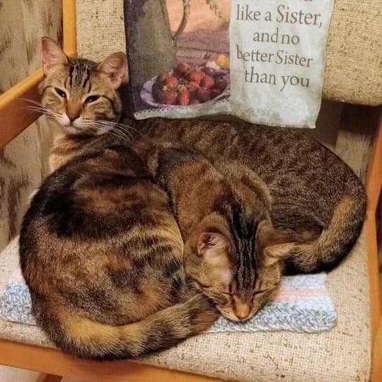 Lloyd & Kayce - Domestic Short Hair available for adoption