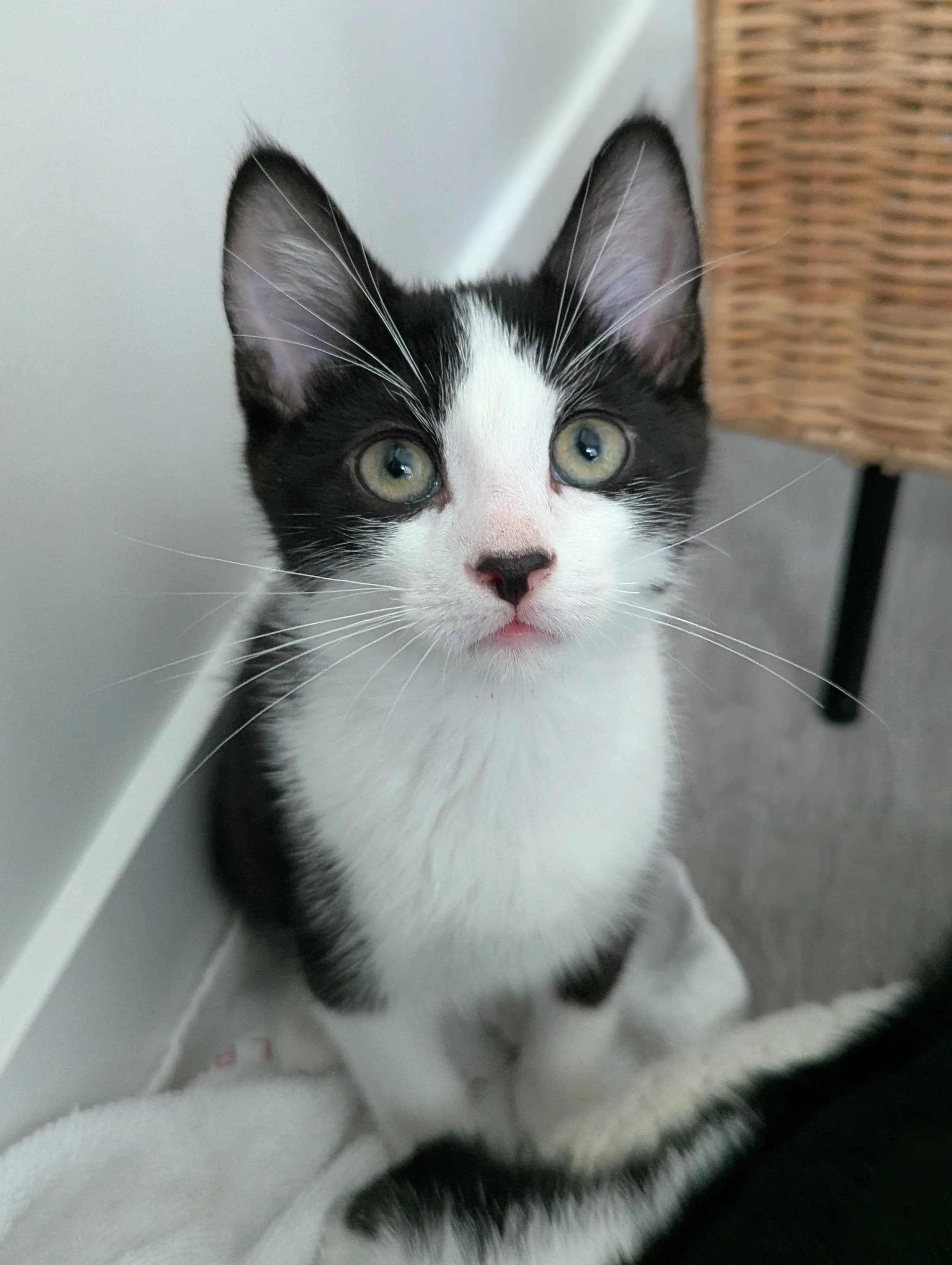 Milo - Domestic Short Hair available for adoption