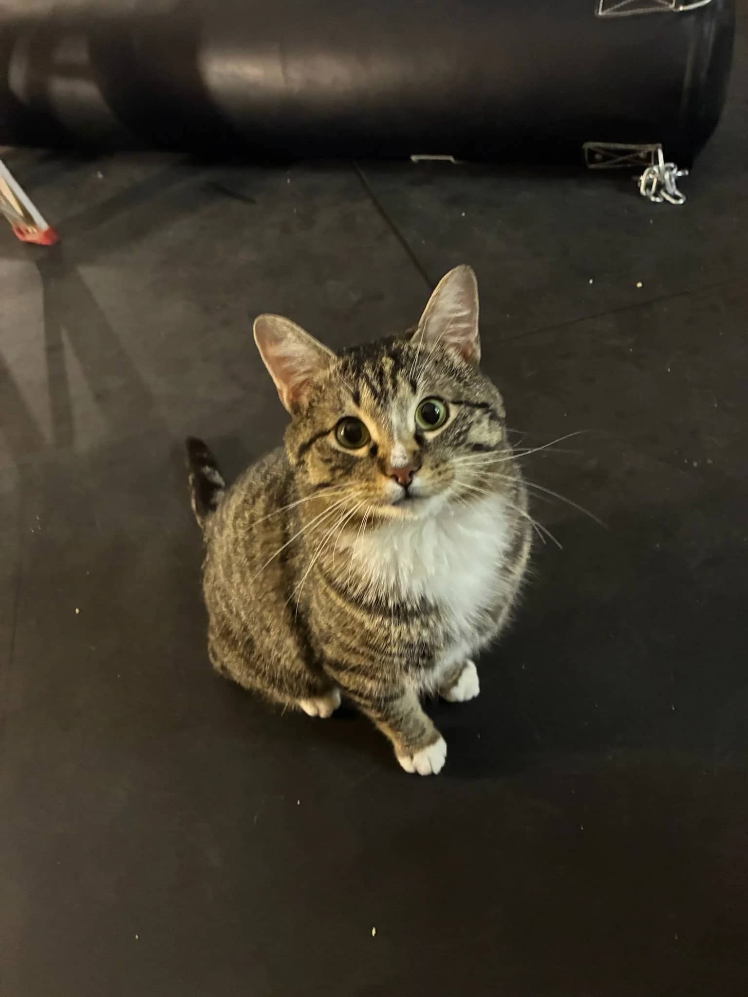 Scotty - Domestic Short Hair available for adoption