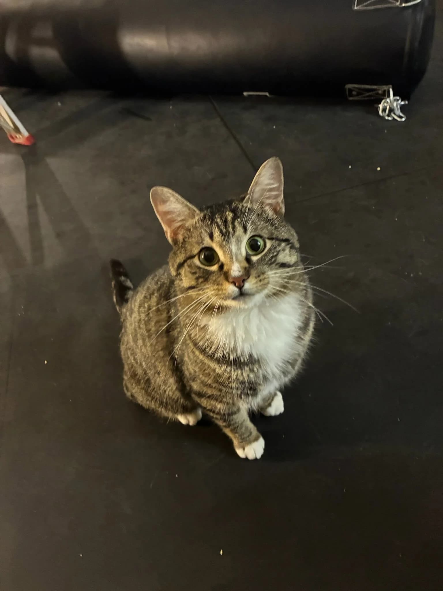 Scotty - Domestic Short Hair cat available for adoption at Regina Cat Rescue in Regina