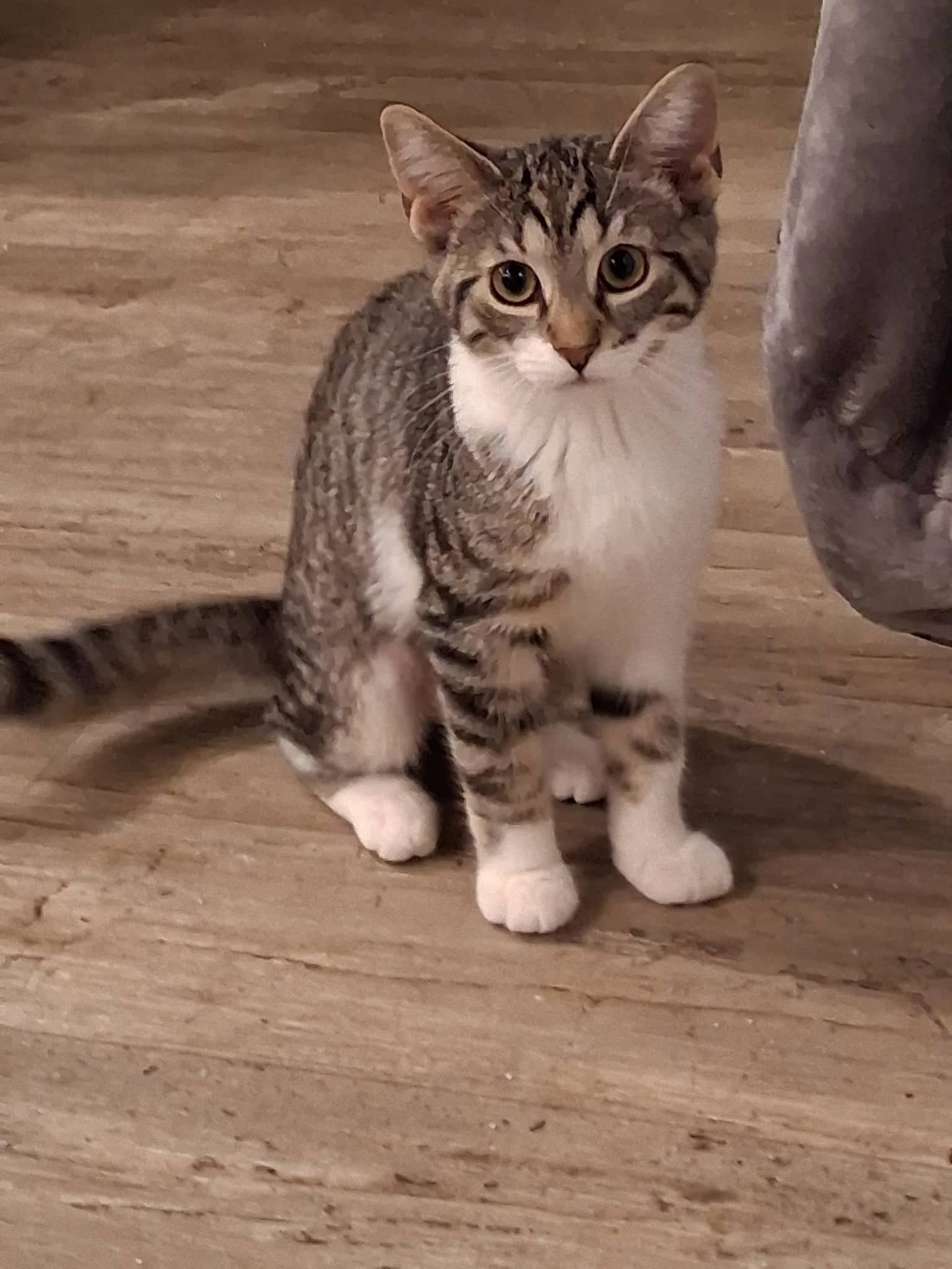 Twizzle - Domestic Short Hair cat available for adoption at Regina Cat Rescue in Regina
