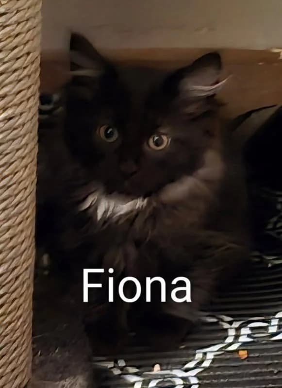 Fiona - Domestic Medium Hair available for adoption