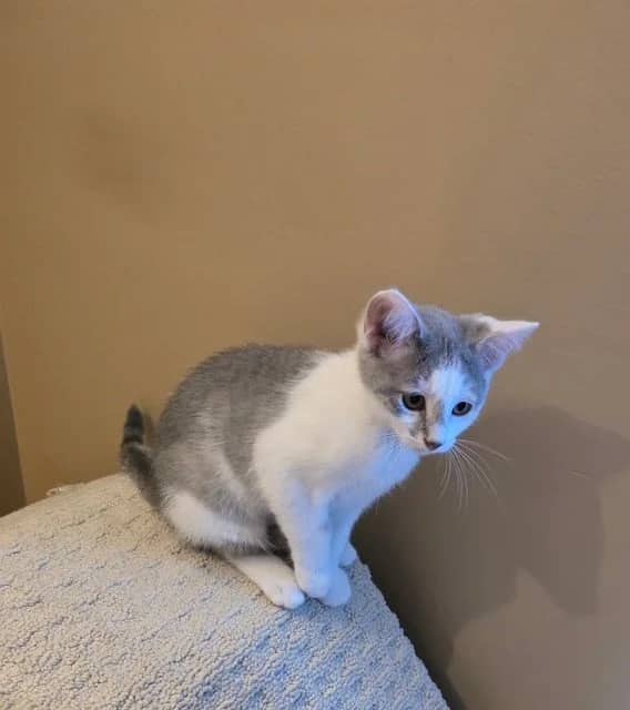 Pebbles - Domestic Short Hair cat available for adoption at Regina Cat Rescue in Regina