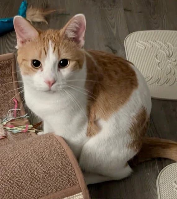 Georgio - Domestic Short Hair cat available for adoption at Regina Cat Rescue in Regina