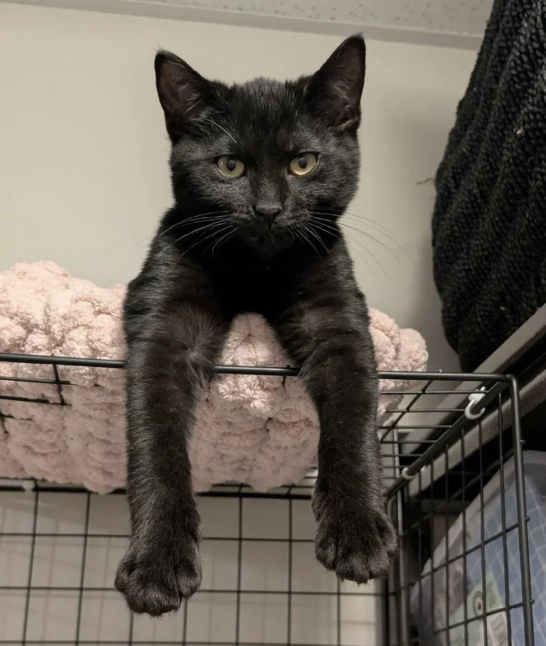Pebble & Toast - Domestic Short Hair available for adoption