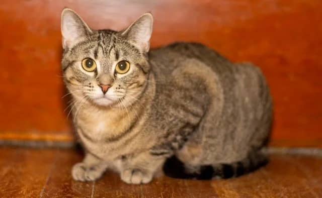 Juno - Domestic Short Hair available for adoption