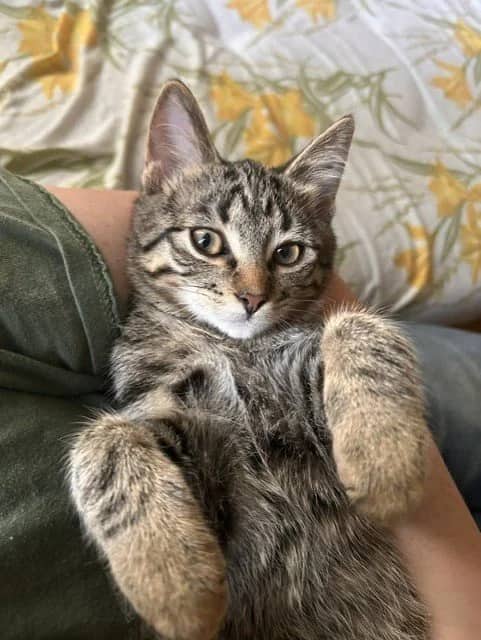 Bobby Jr - Domestic Short Hair cat available for adoption in Saskatchewan