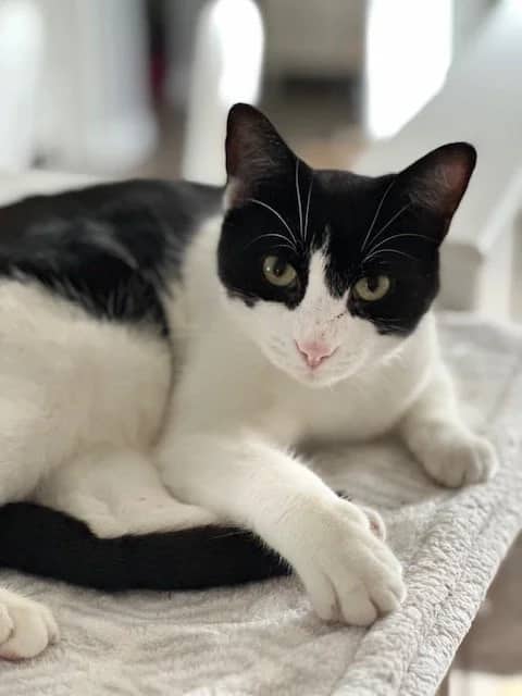 Panda - Domestic Short Hair available for adoption