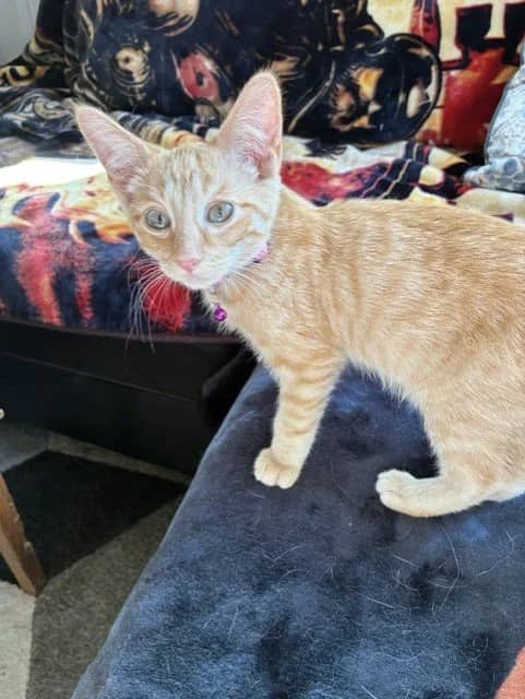Chris - Domestic Short Hair cat available for adoption in Saskatchewan