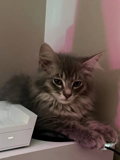 Steelix - Domestic Medium Hair cat available for adoption at Regina Cat Rescue in Regina