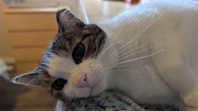 Cheer - Domestic Short Hair cat available for adoption at Regina Cat Rescue in Regina