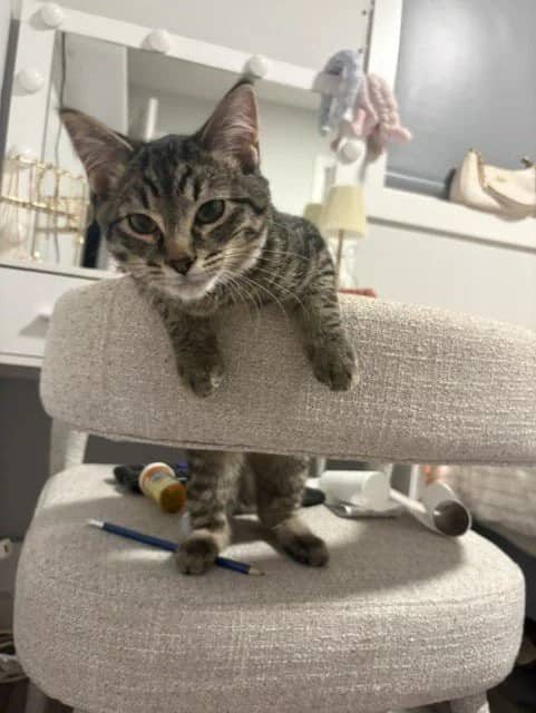 Oscar - Domestic Short Hair cat available for adoption at Regina Cat Rescue in Regina