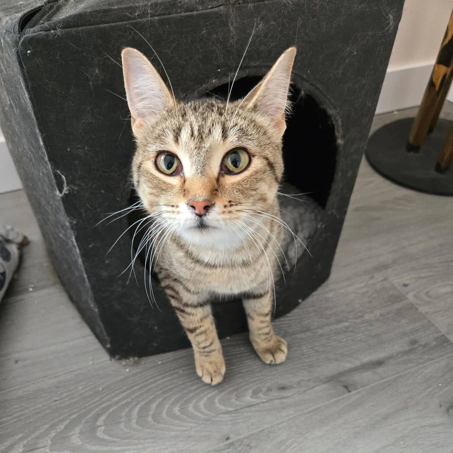 Catbury - Domestic Short Hair cat available for adoption at Regina Cat Rescue in Regina