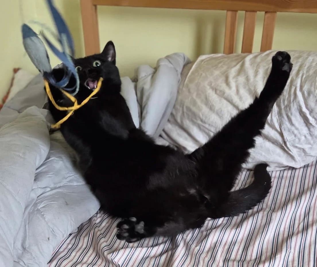 Dante - Domestic Short Hair cat available for adoption at Regina Cat Rescue in Regina