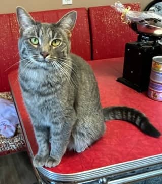 Nelly - Domestic Short Hair cat available for adoption at Regina Cat Rescue in Regina