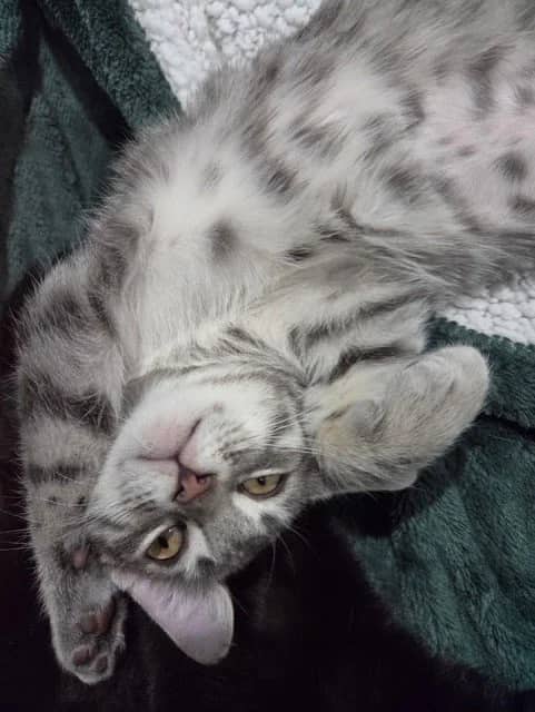 Mia - Domestic Short Hair available for adoption