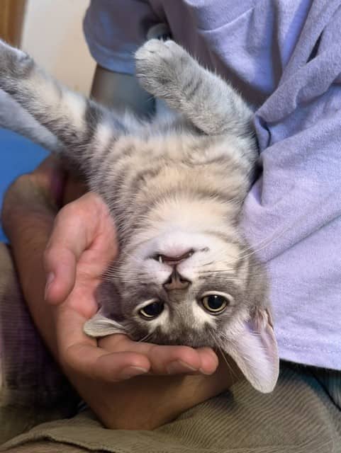 Mew - Domestic Short Hair cat available for adoption at Regina Cat Rescue in Regina