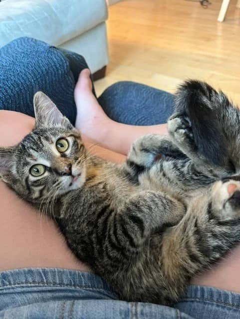 Leo - Domestic Short Hair cat available for adoption in Saskatchewan