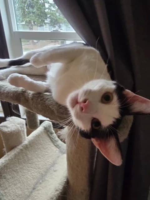 Elsa - Domestic Short Hair cat available for adoption at Regina Cat Rescue in Regina