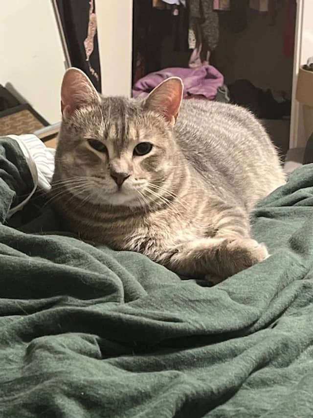 Travis - Domestic Short Hair available for adoption
