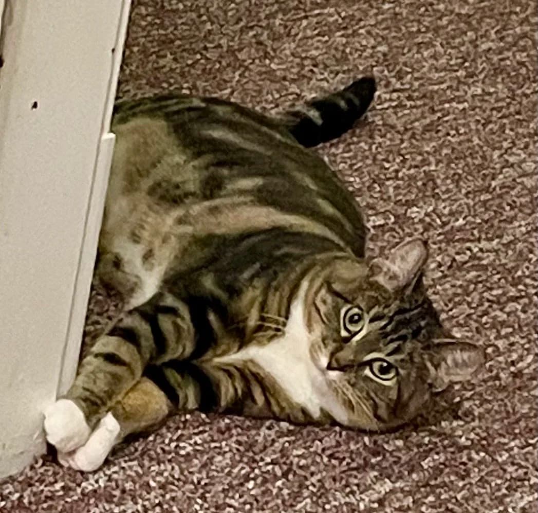 Gia - Domestic Short Hair cat available for adoption at Regina Cat Rescue in Regina