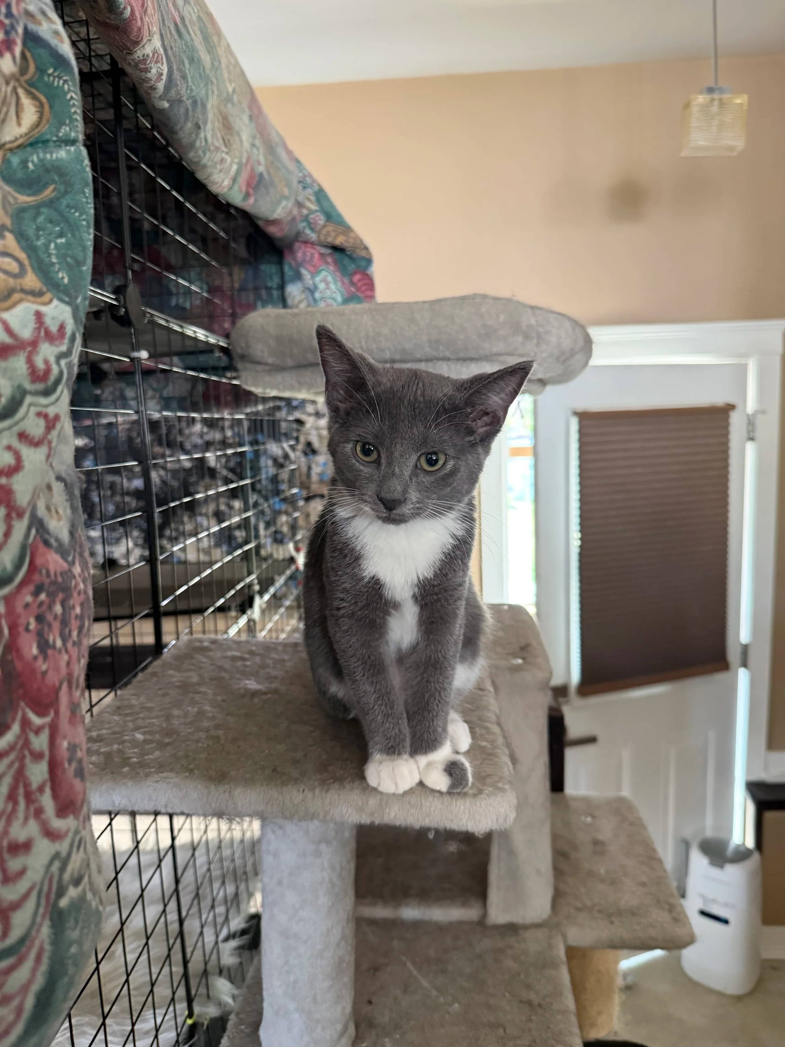 Rachel - Domestic Short Hair cat available for adoption at Regina Cat Rescue in Regina