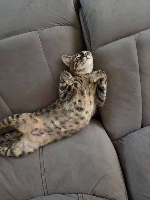 Rosie - Domestic Short Hair cat available for adoption at Regina Cat Rescue in Regina