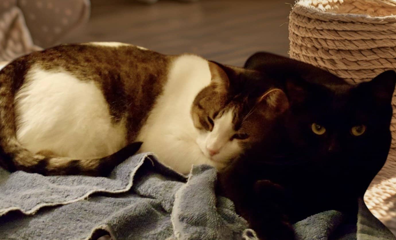 Alexis & Darryn - Domestic Short Hair available for adoption