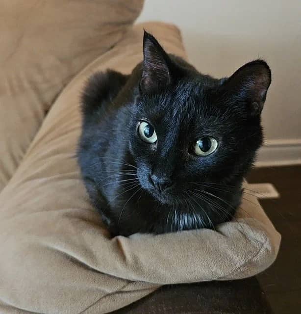 Ana - Domestic Short Hair available for adoption