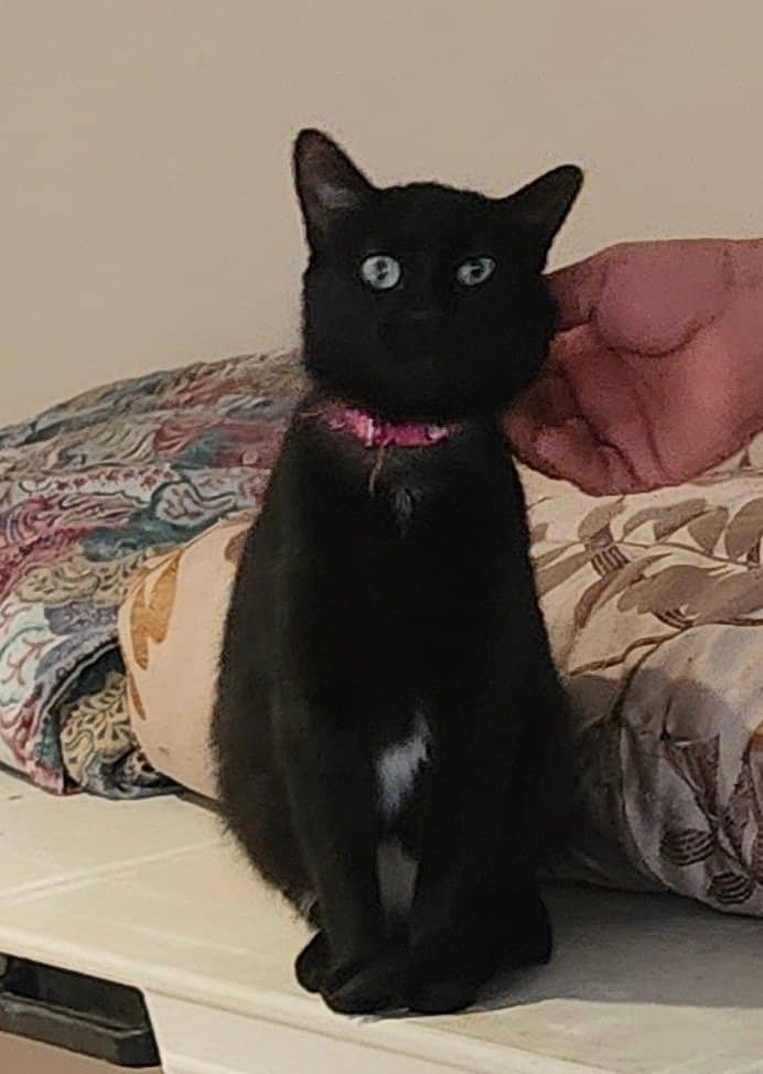 Xena - Domestic Short Hair available for adoption