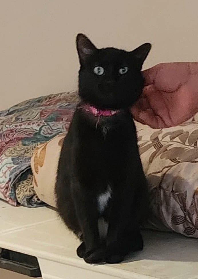 Xena - Domestic Short Hair cat available for adoption at Regina Cat Rescue in Regina