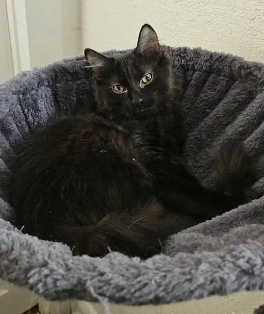 Hanzo - Domestic Medium Hair available for adoption