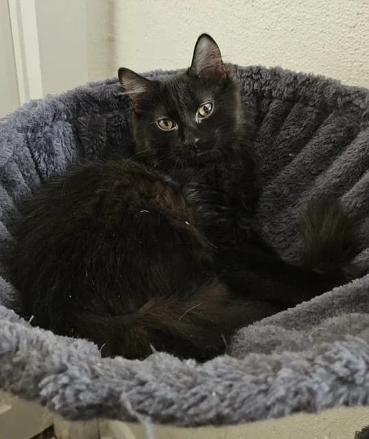 Hanzo - Domestic Medium Hair available for adoption