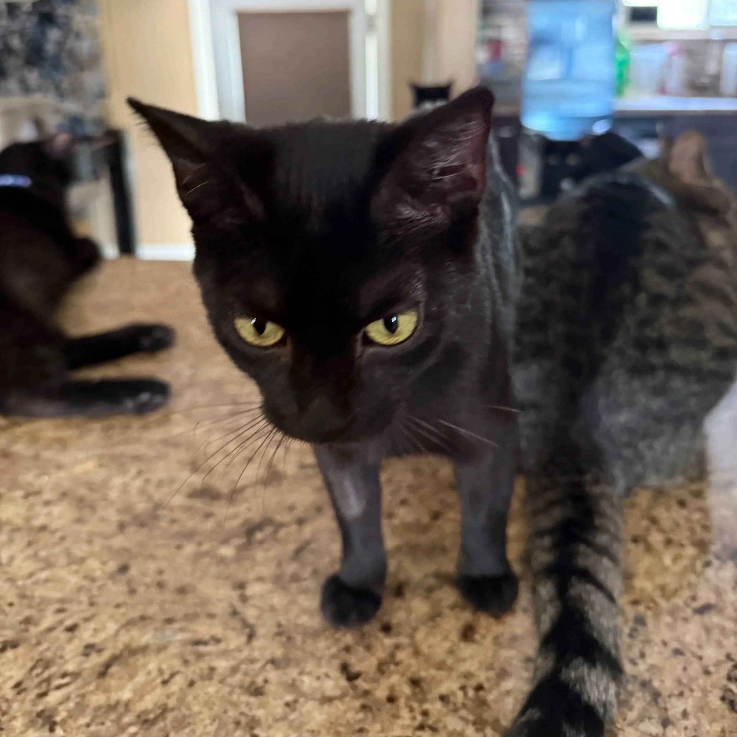 Elvira - Domestic Short Hair cat available for adoption in Saskatchewan