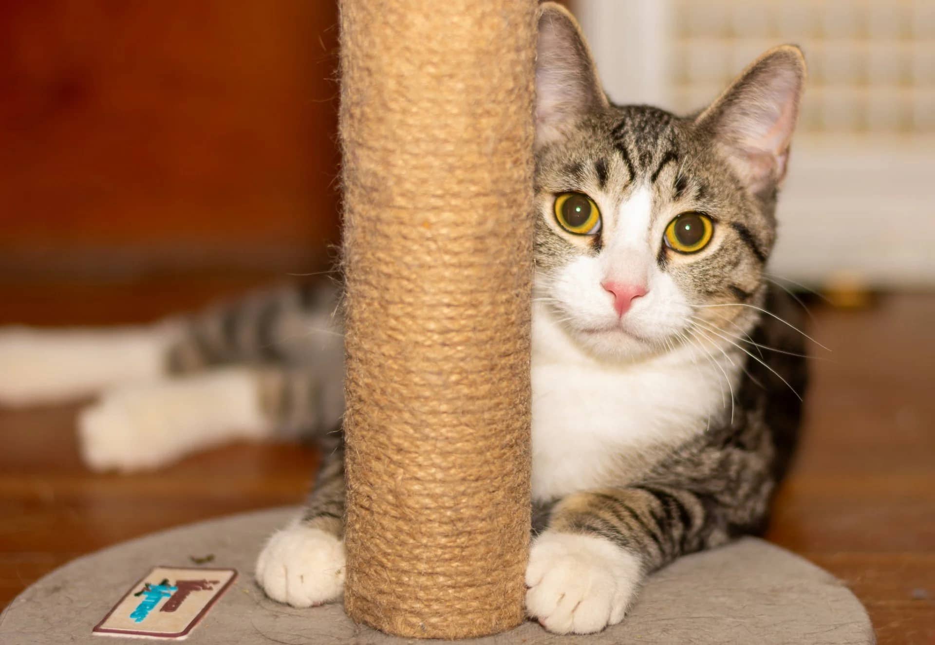 Alexander - Domestic Short Hair available for adoption