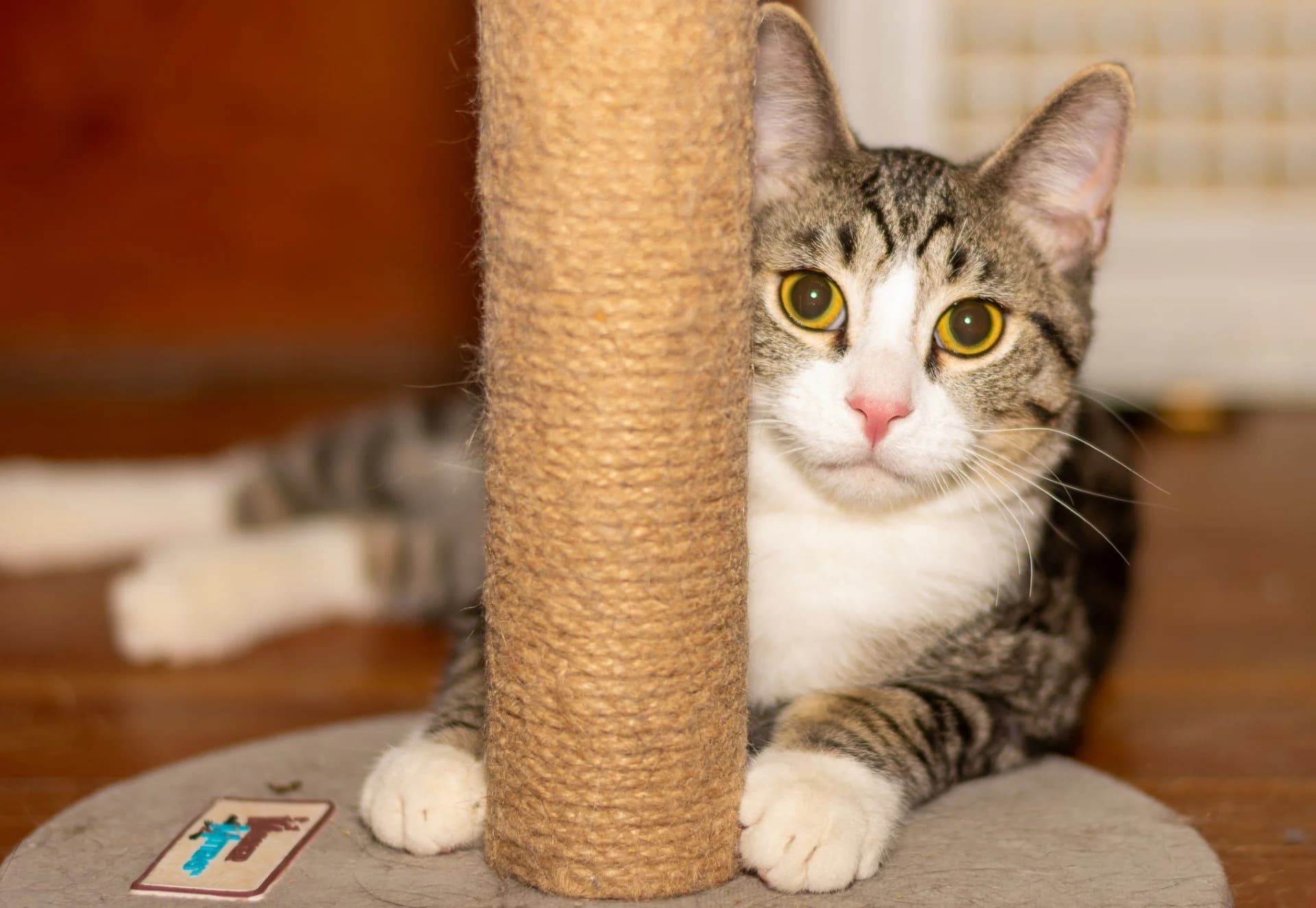 Alexander - Domestic Short Hair available for adoption