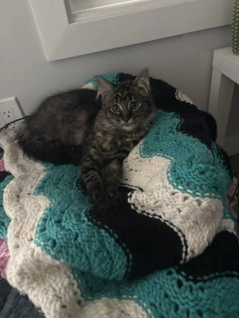 Rosetta - Domestic Medium Hair cat available for adoption at Regina Cat Rescue in Regina