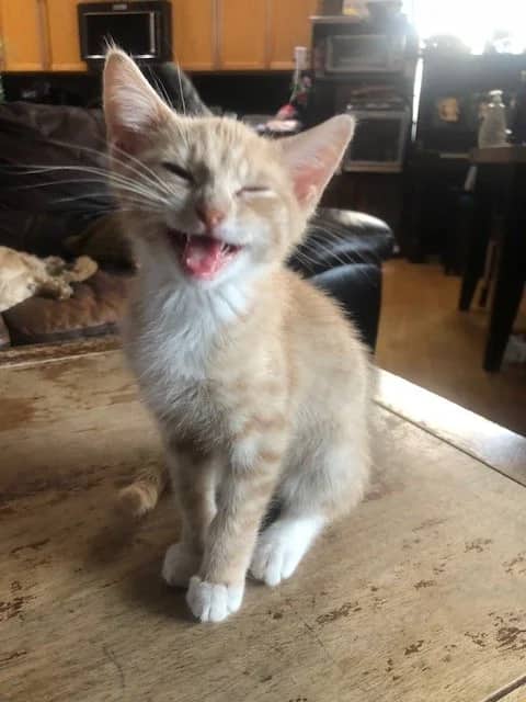 Audi - Domestic Short Hair cat available for adoption at Regina Cat Rescue in Regina