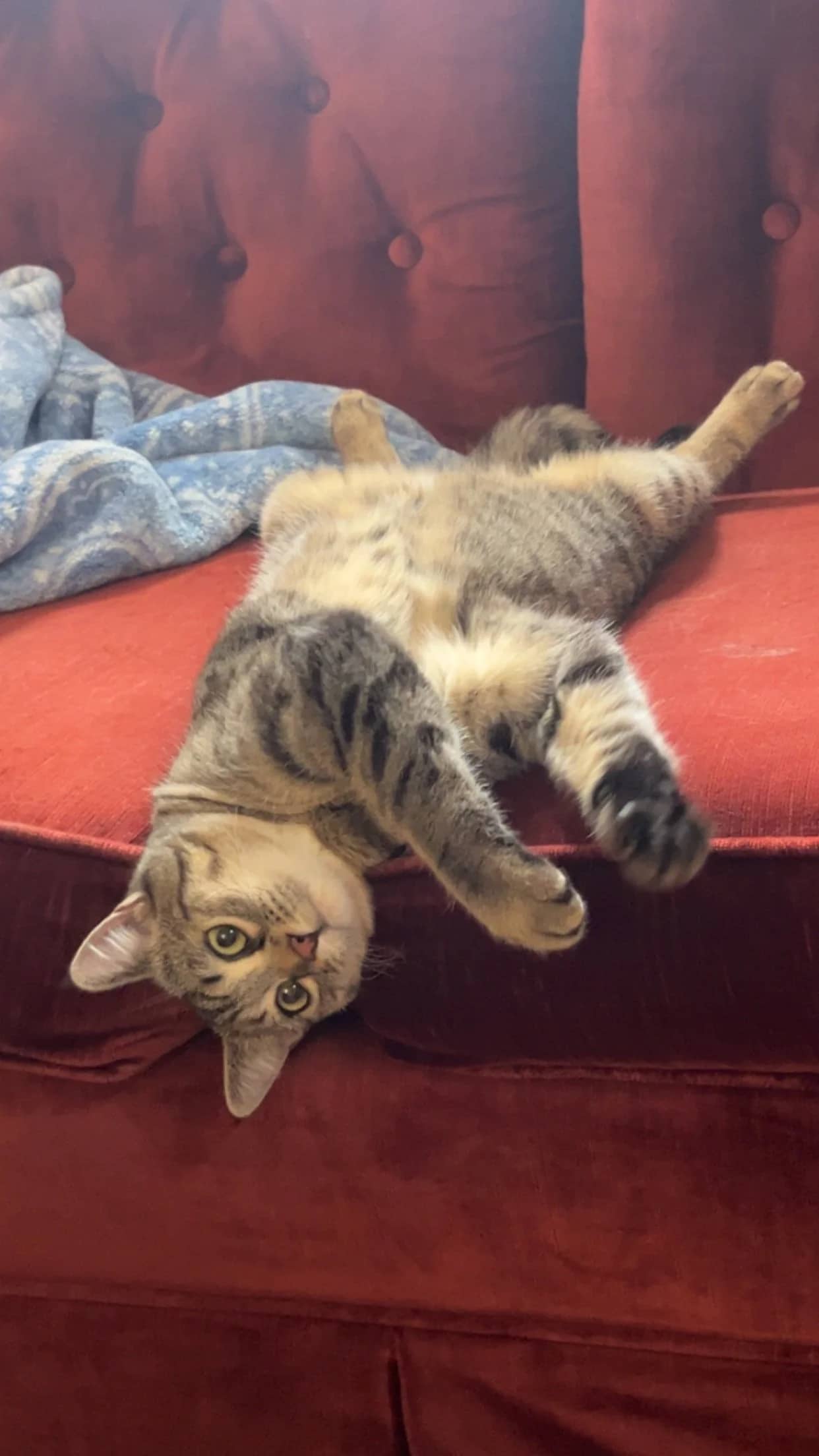 Cleopatra - Domestic Short Hair available for adoption