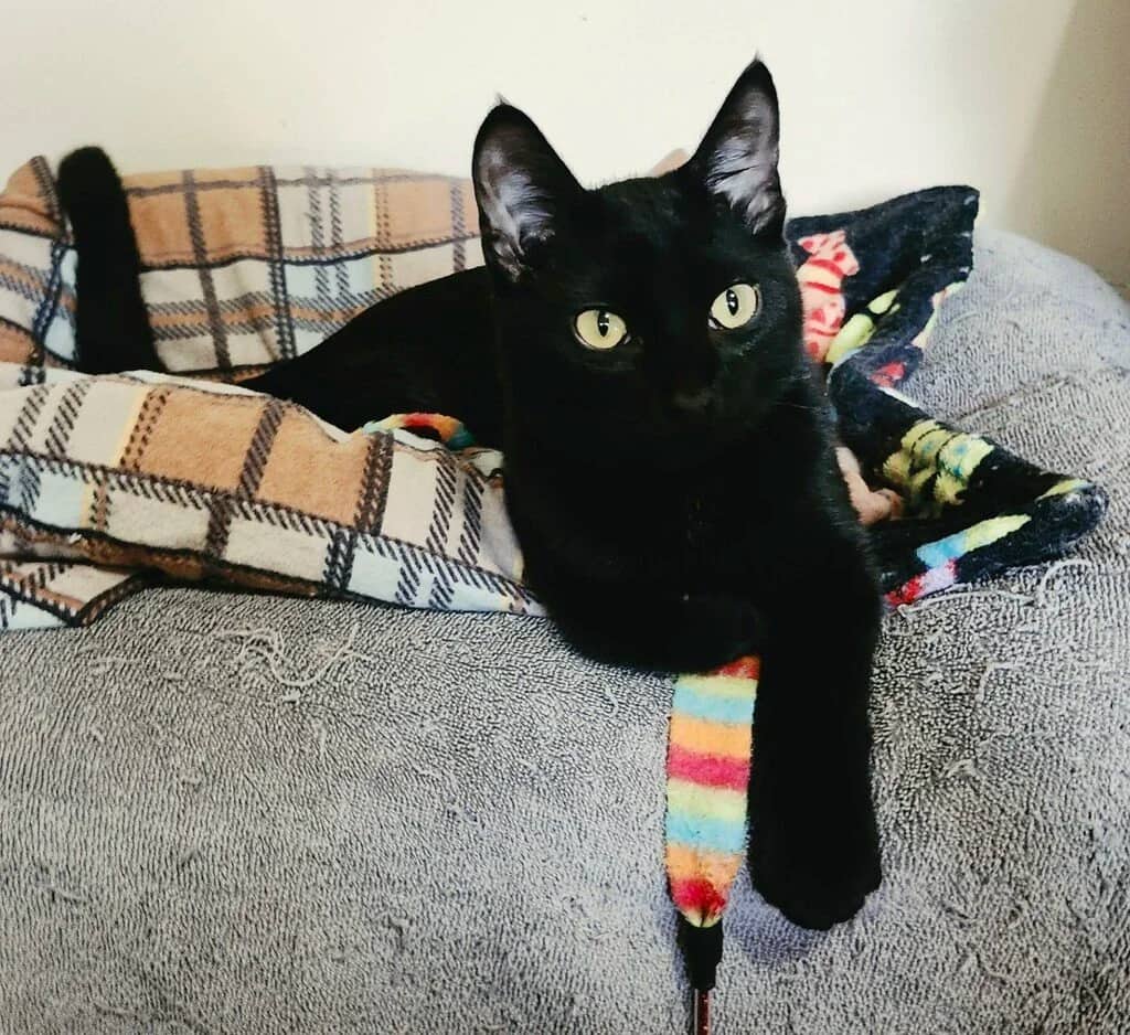 Thunder - Domestic Short Hair cat available for adoption at Regina Cat Rescue in Regina