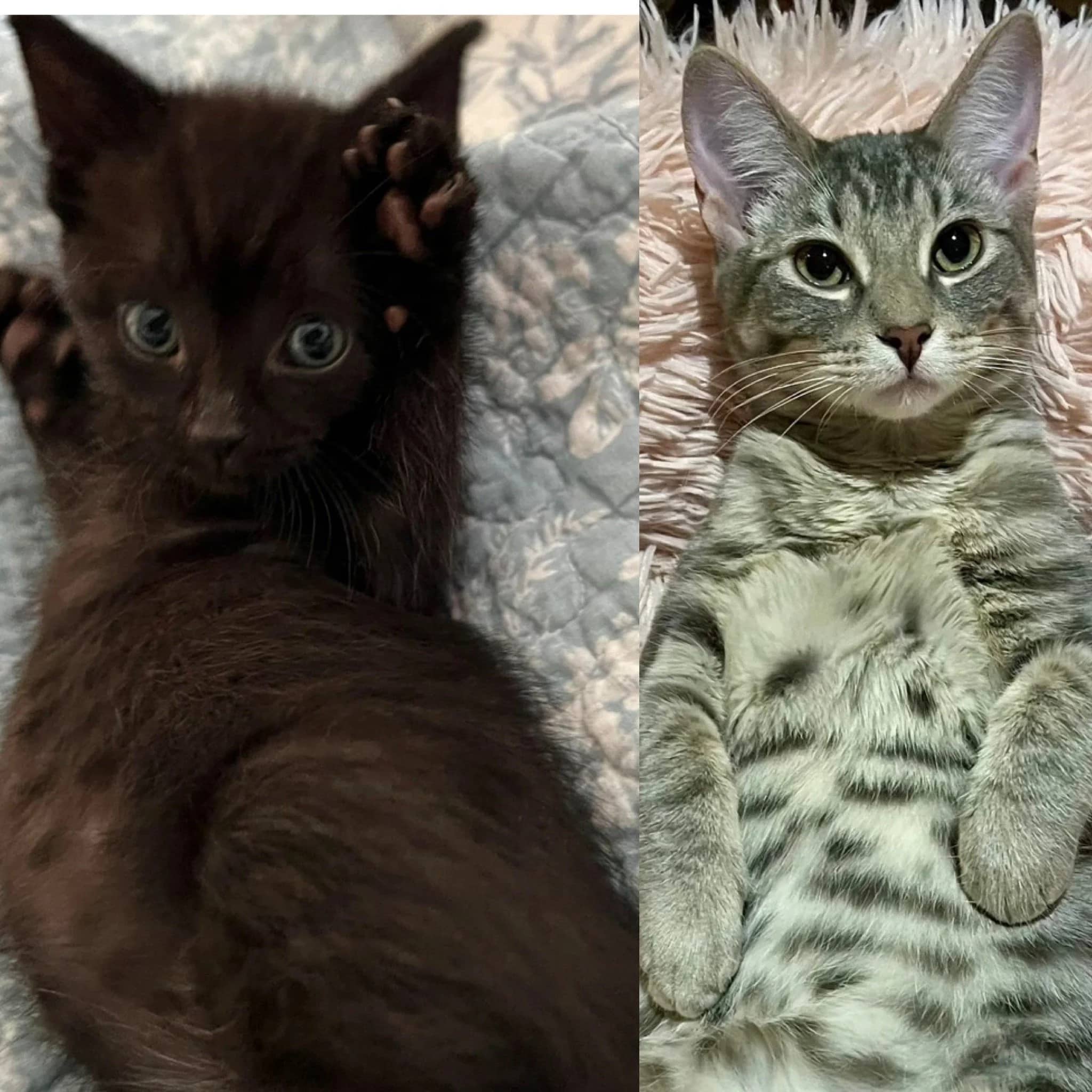 Rocky & Catniss - Domestic Short Hair available for adoption