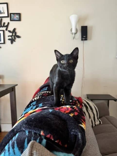 Parks - Domestic Short Hair cat available for adoption at Regina Cat Rescue in Regina