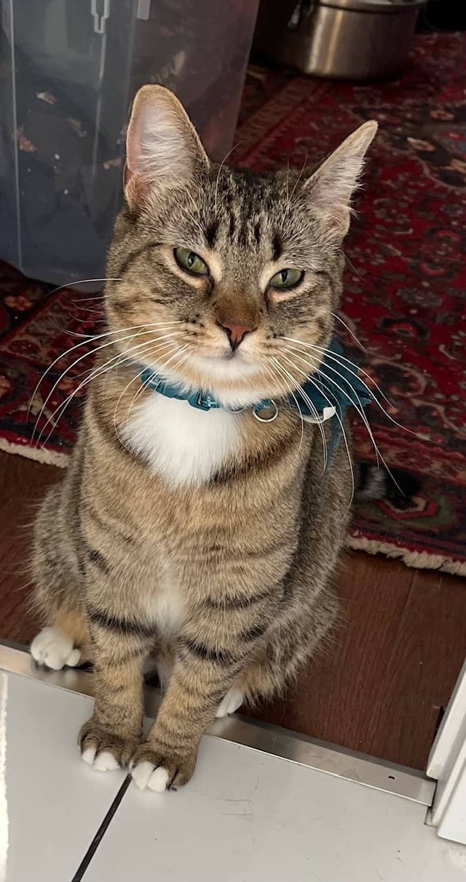 Idrill - Domestic Short Hair available for adoption