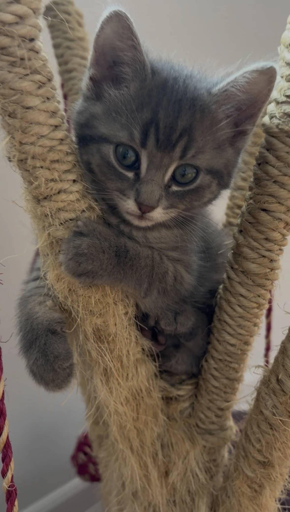 Nori - Domestic Short Hair available for adoption