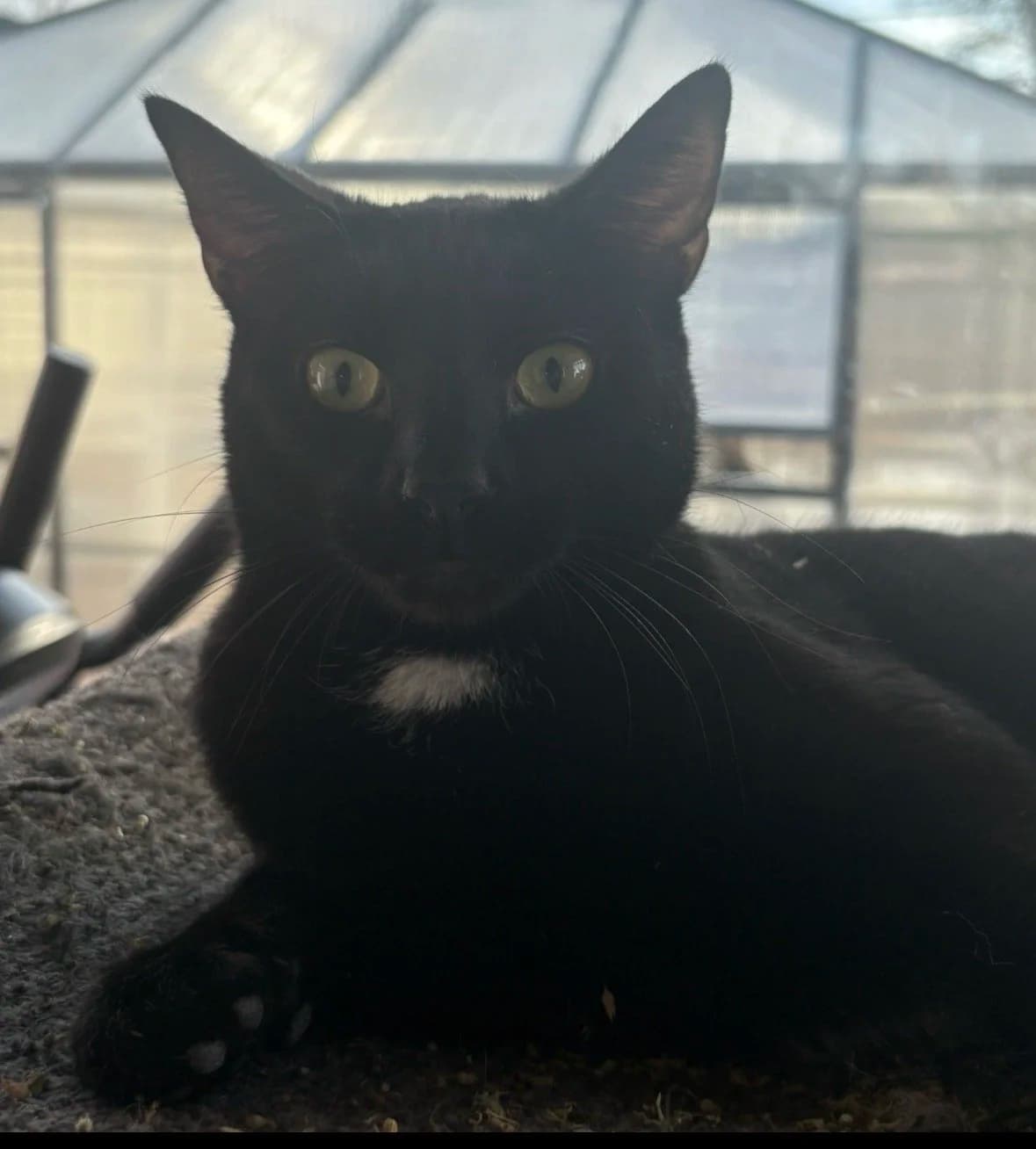 Odin - Domestic Short Hair cat available for adoption at Regina Cat Rescue in Regina