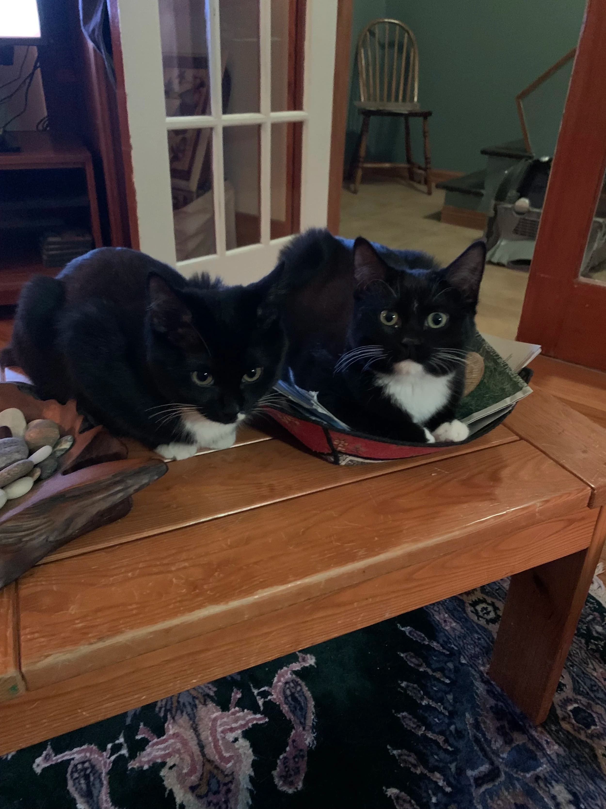 Alice & Louis - Domestic Short Hair cat available for adoption at Regina Cat Rescue in Regina